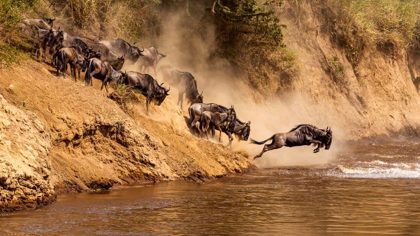 Wildebeest migration in the Serengeti