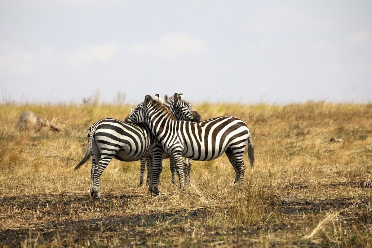 Serengeti National Park / Ngorongoro Crater