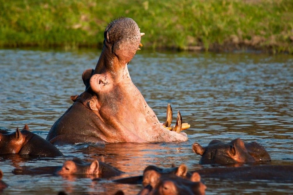 Lake Manyara 国家公园 – 阿鲁沙