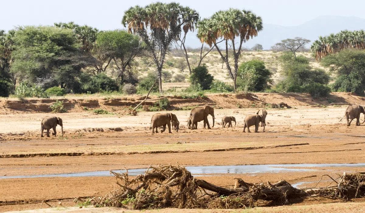 Ruaha National Park landscape
