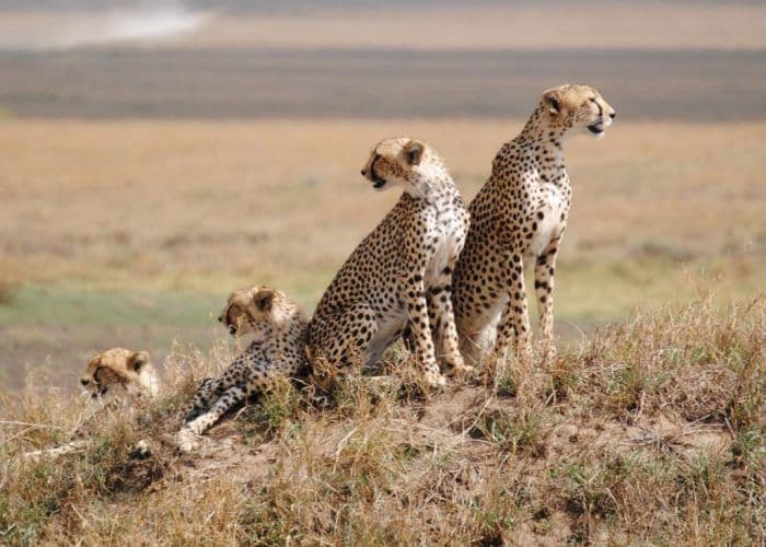 Gepard