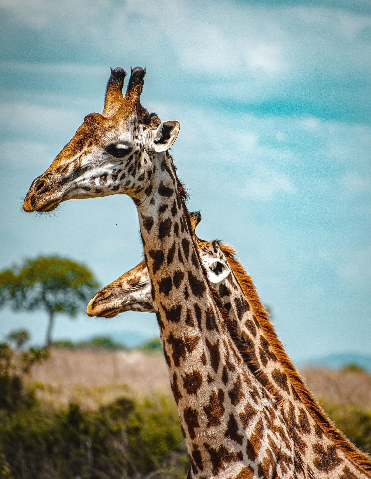 Giraffe auf Safari