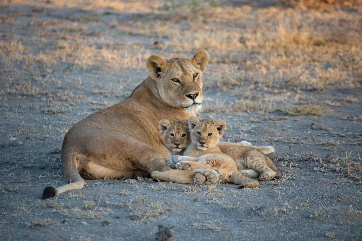 Golden plains of the Serengeti