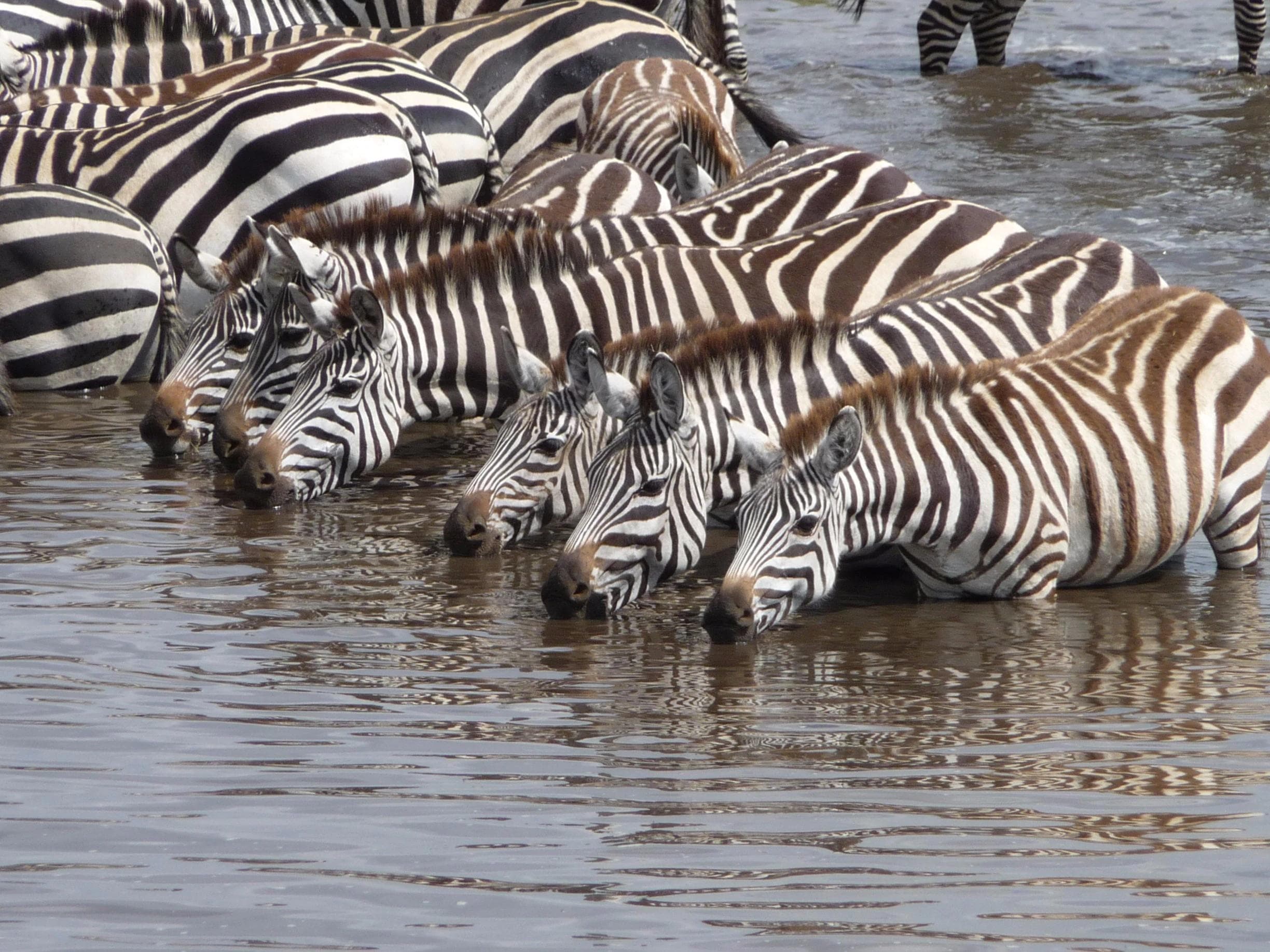 Zebras trinken an einem Wasserloch