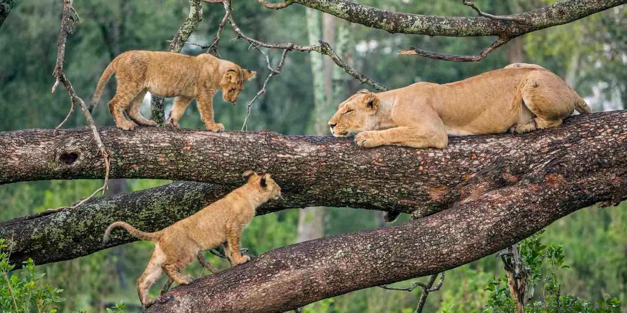 Serengeti National Park