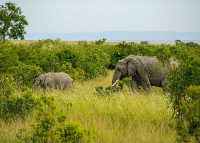 Elefant in der Serengeti