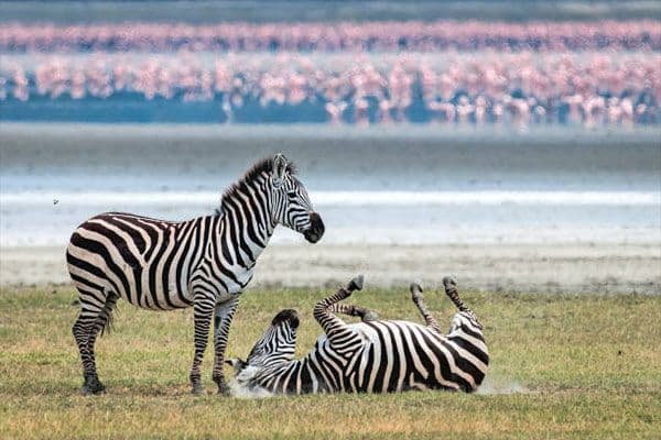 Zebras with flamingos at Lake Natron