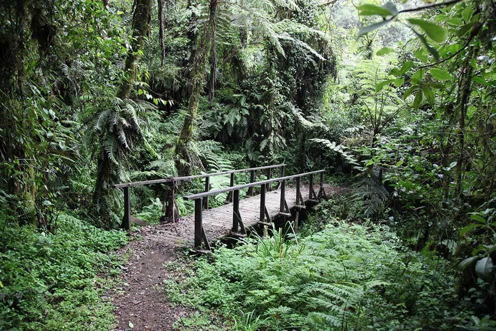 通往 Machame Camp 途中的雨林步道桥