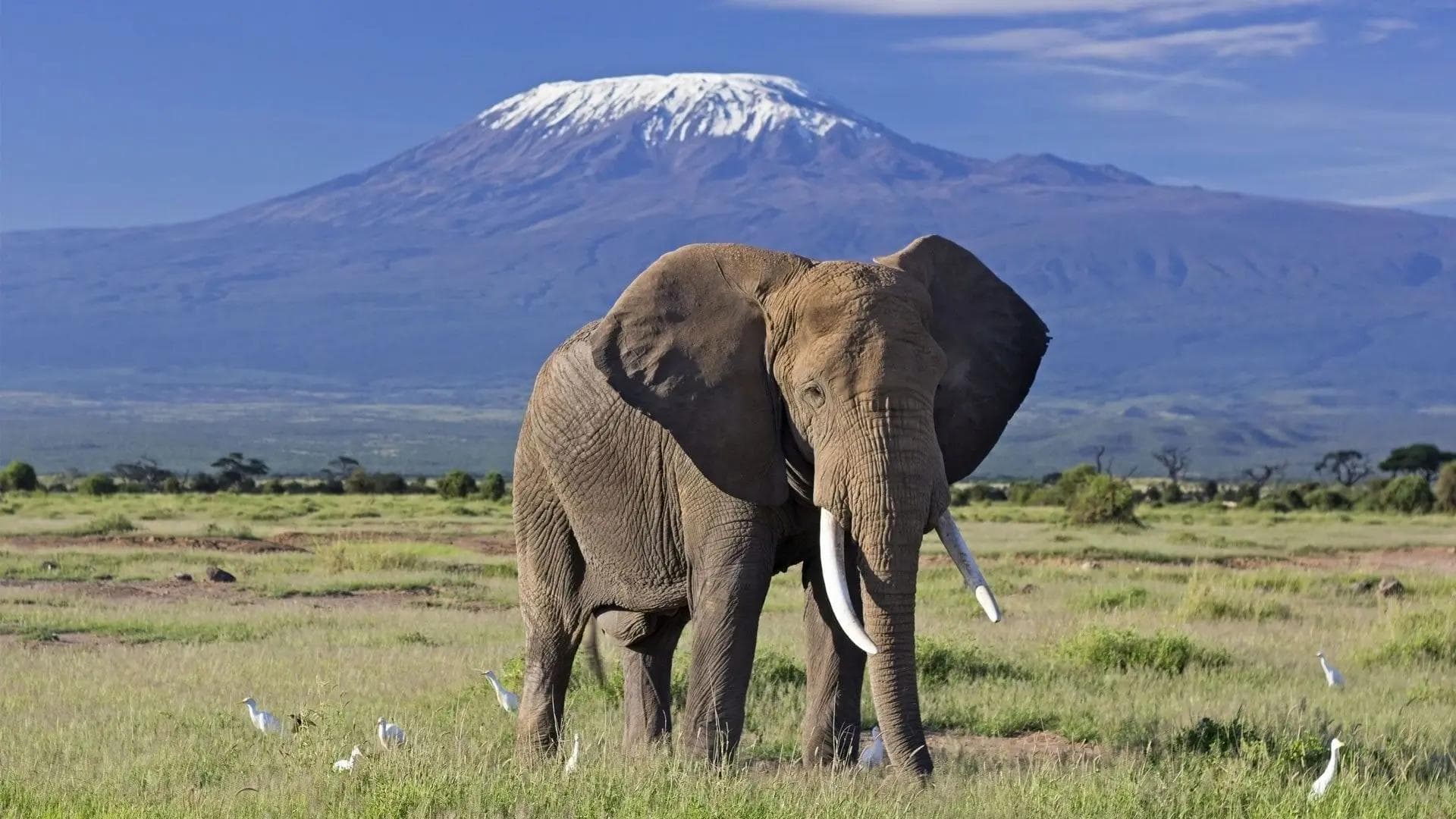 Elephant grazing with Mount Kilimanjaro in the background