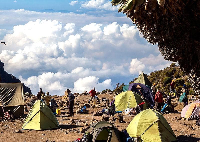 Mti Mkubwa Camp 至 Shira 1 Camp