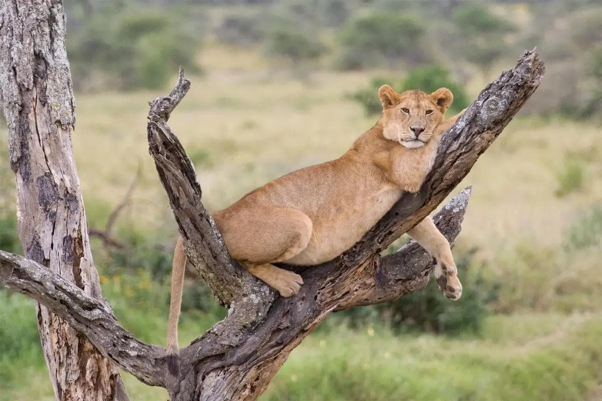 Lake Manyara National Park landscape