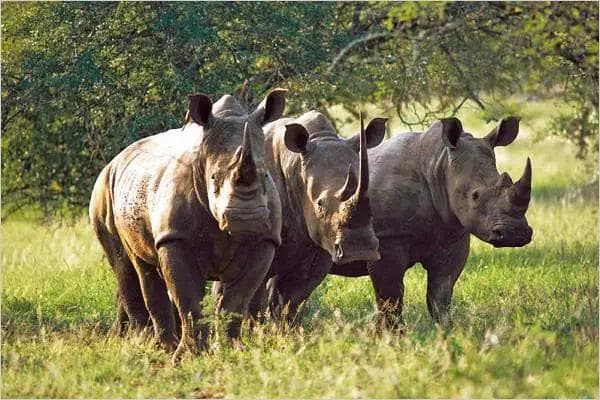 Mkomazi-Nationalpark