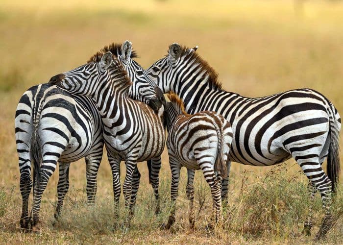 Zebra in der Serengeti