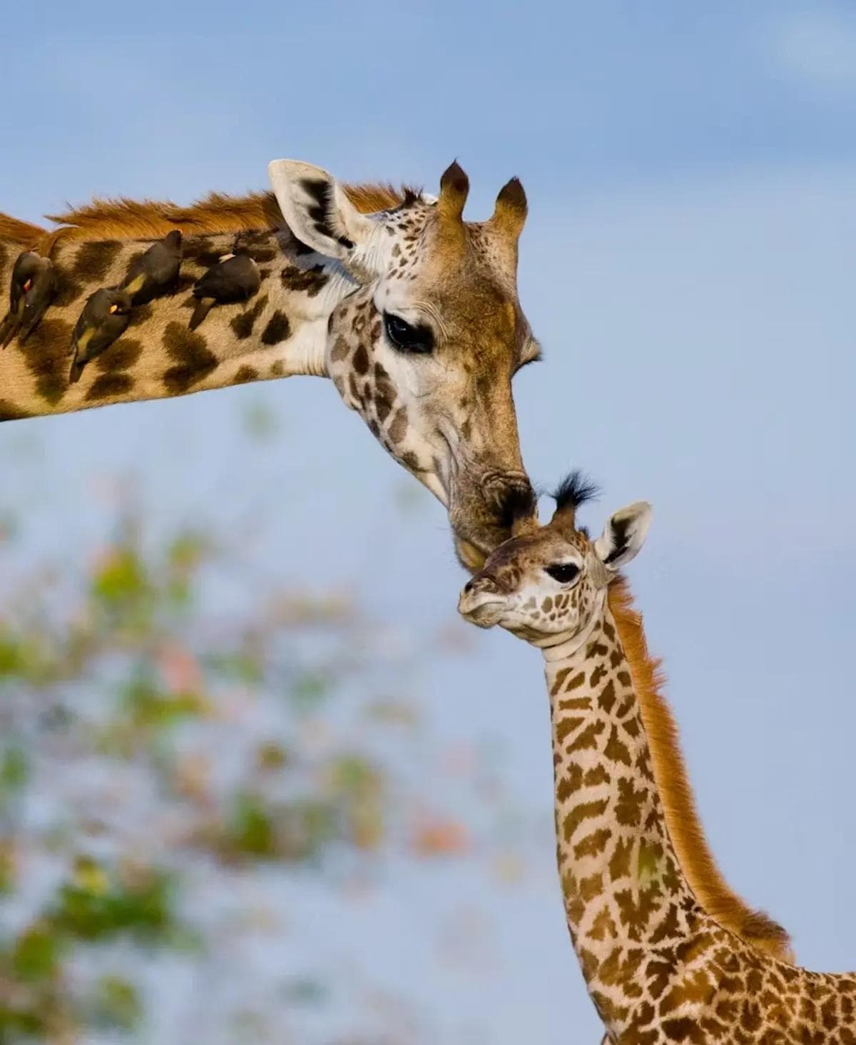 Tarangire-Nationalpark