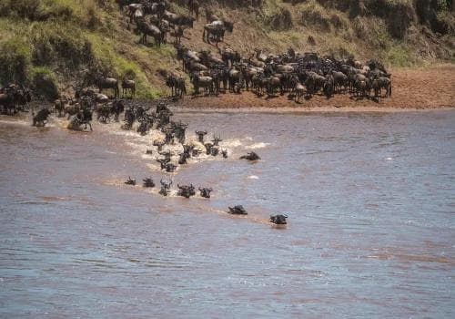 Kilimanjaro & wildlife safari