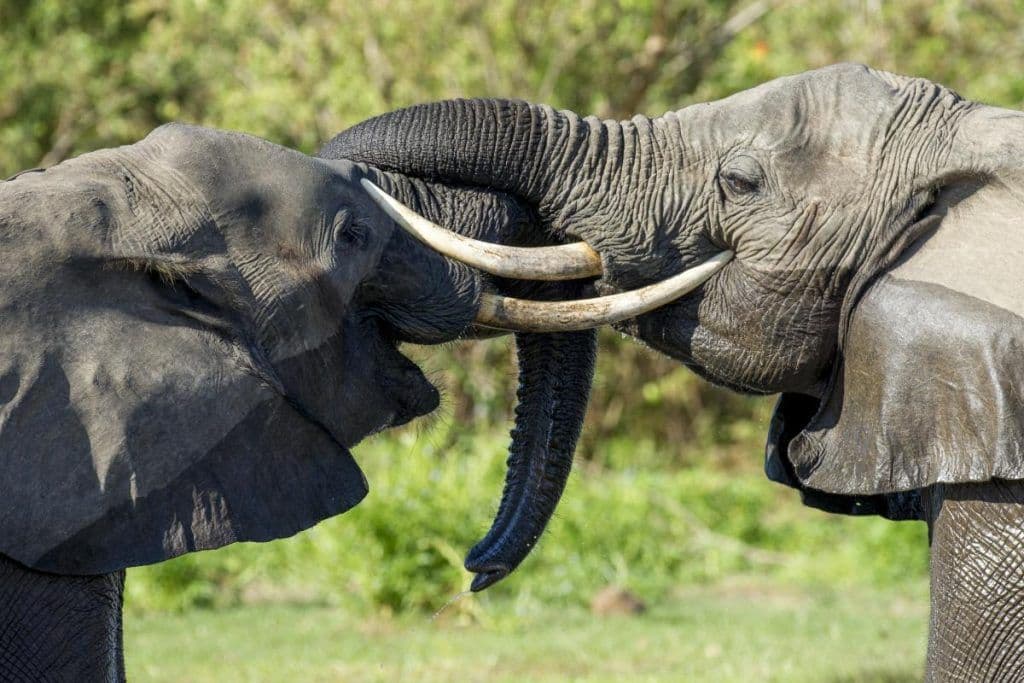 Due elefanti che si salutano proboscide contro proboscide in Tanzania