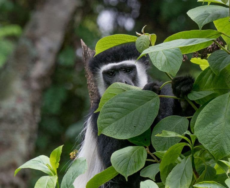 Arusha-Nationalpark
