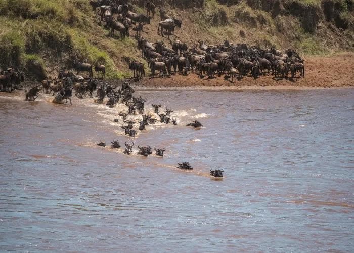 Gnu-Migrationen