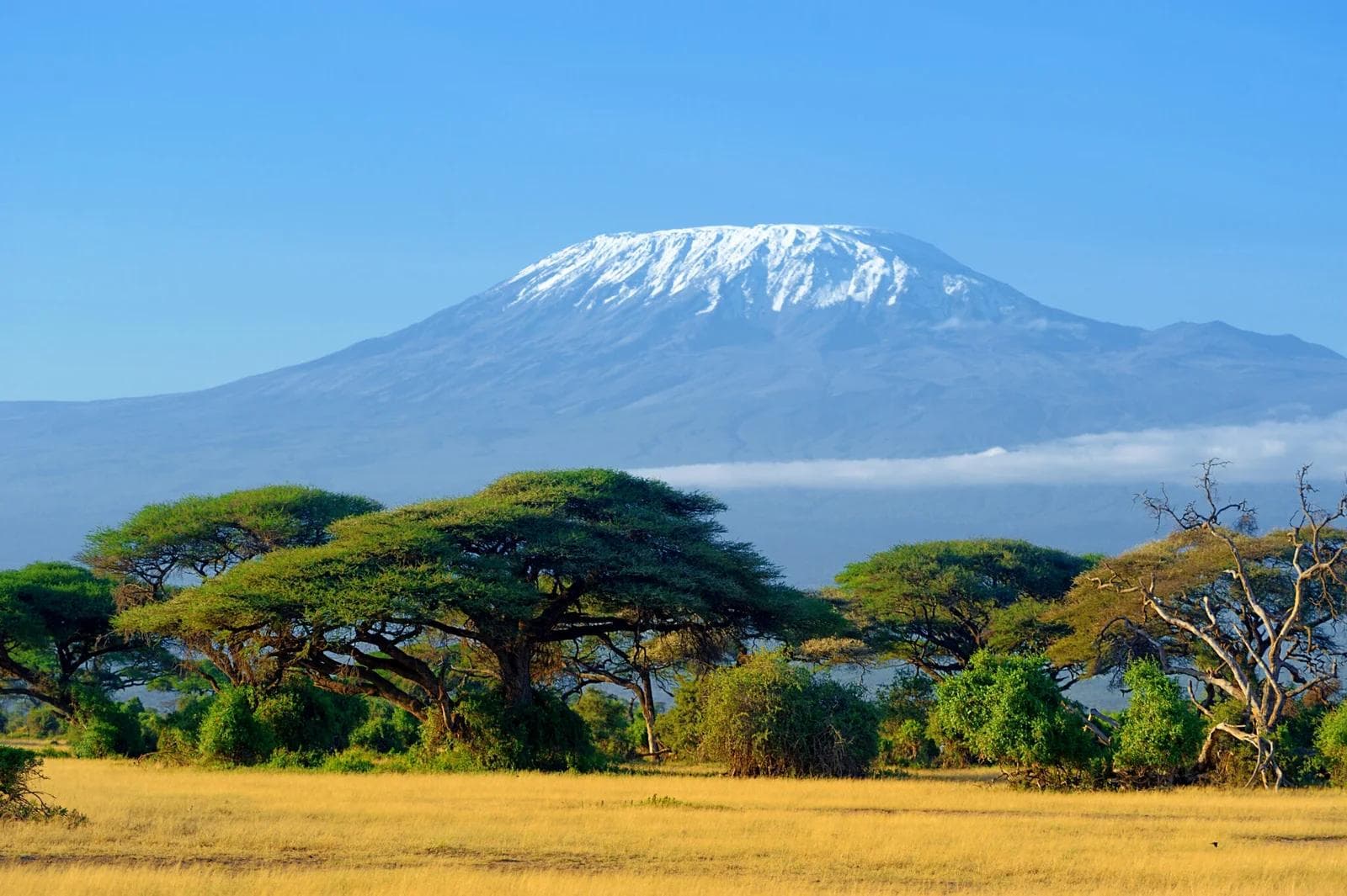 Der Kilimandscharo über den Akazien der afrikanischen Savanne