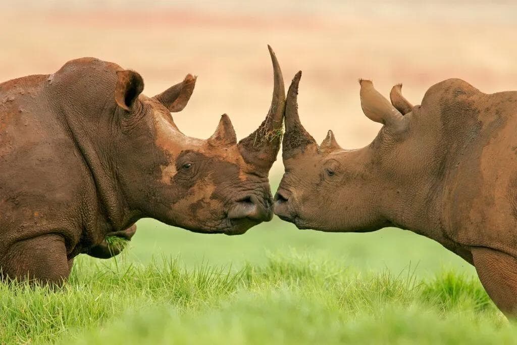 Two rhinos in the grass at Ngorongoro Crater