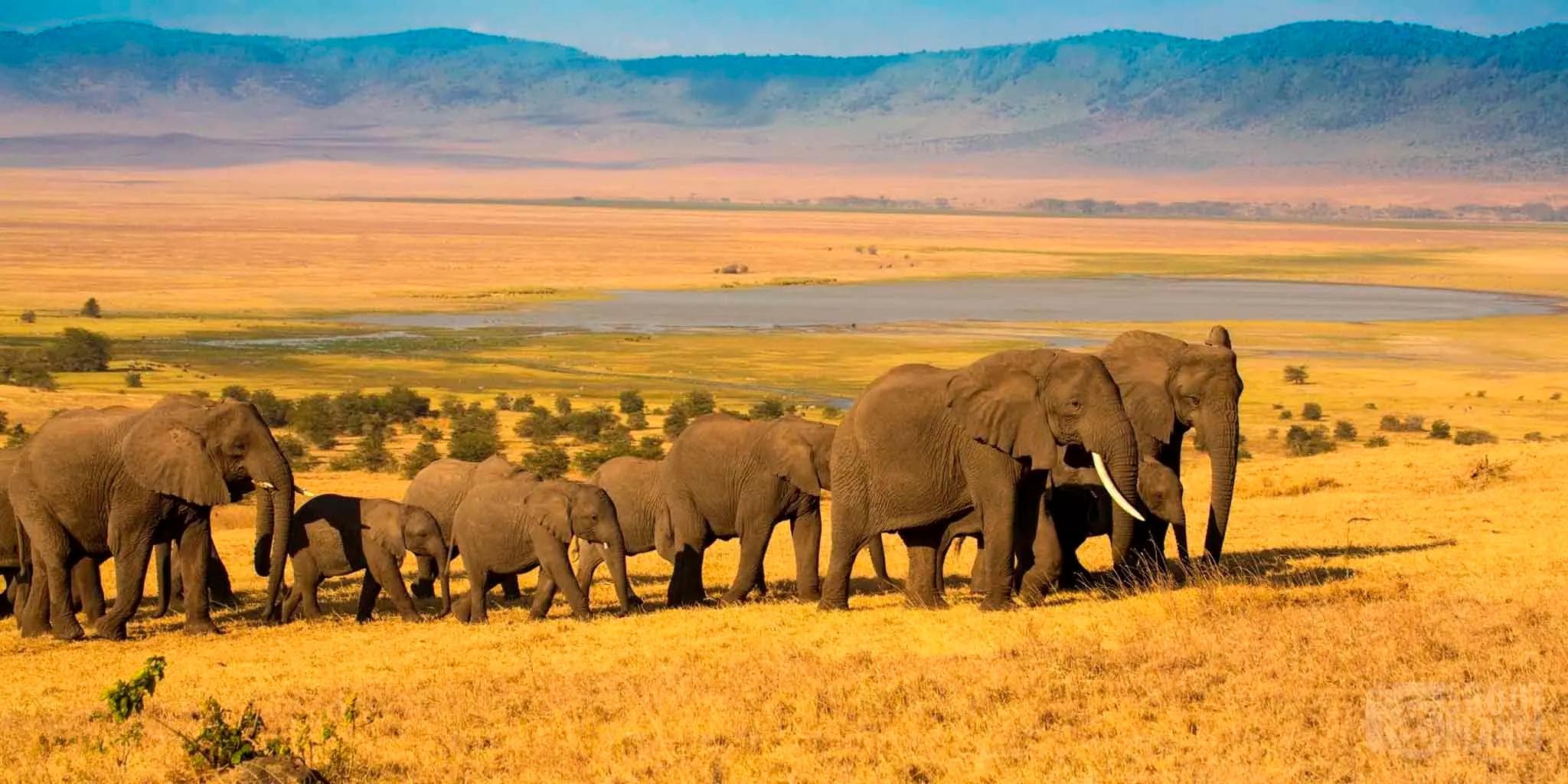 Ngorongoro 火山口